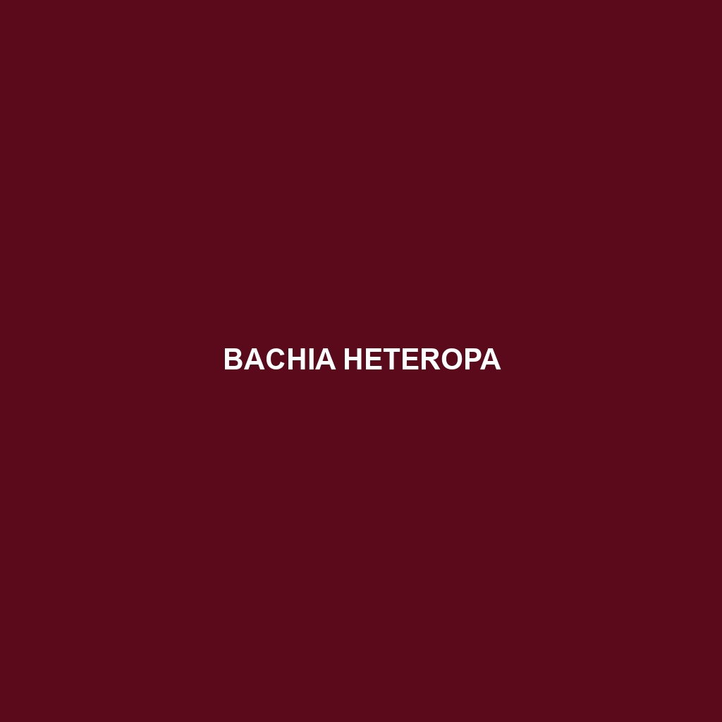 Bachia heteropa