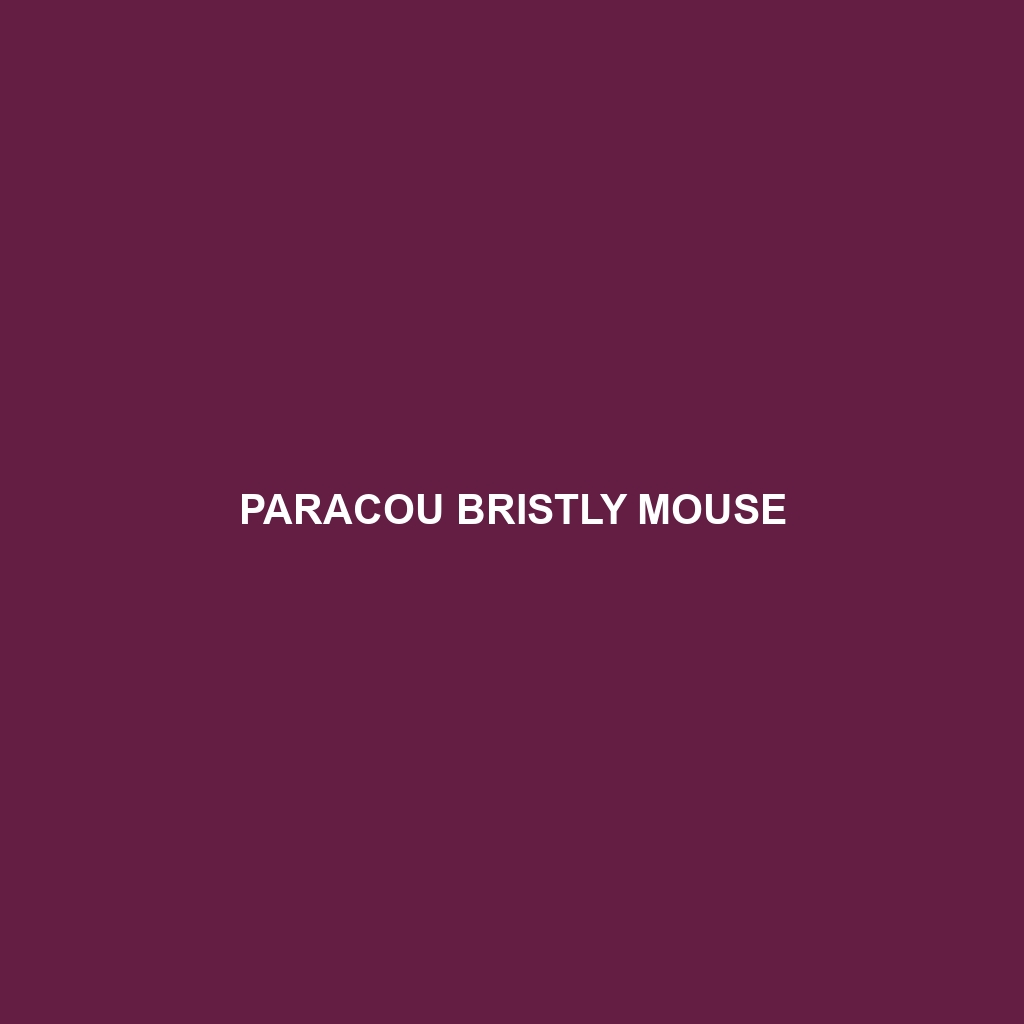 Paracou Bristly Mouse