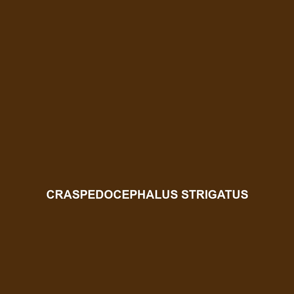 Craspedocephalus strigatus