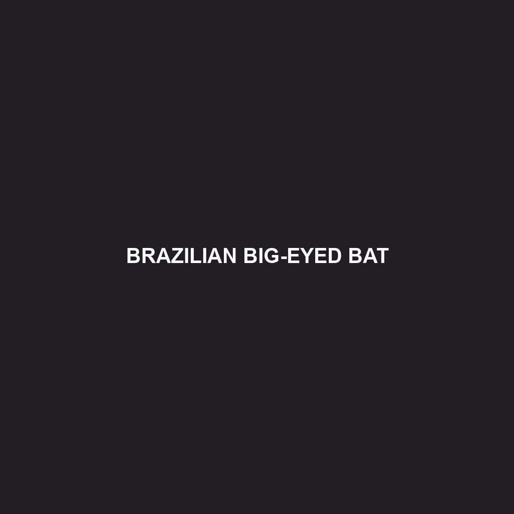 Brazilian Big-eyed Bat