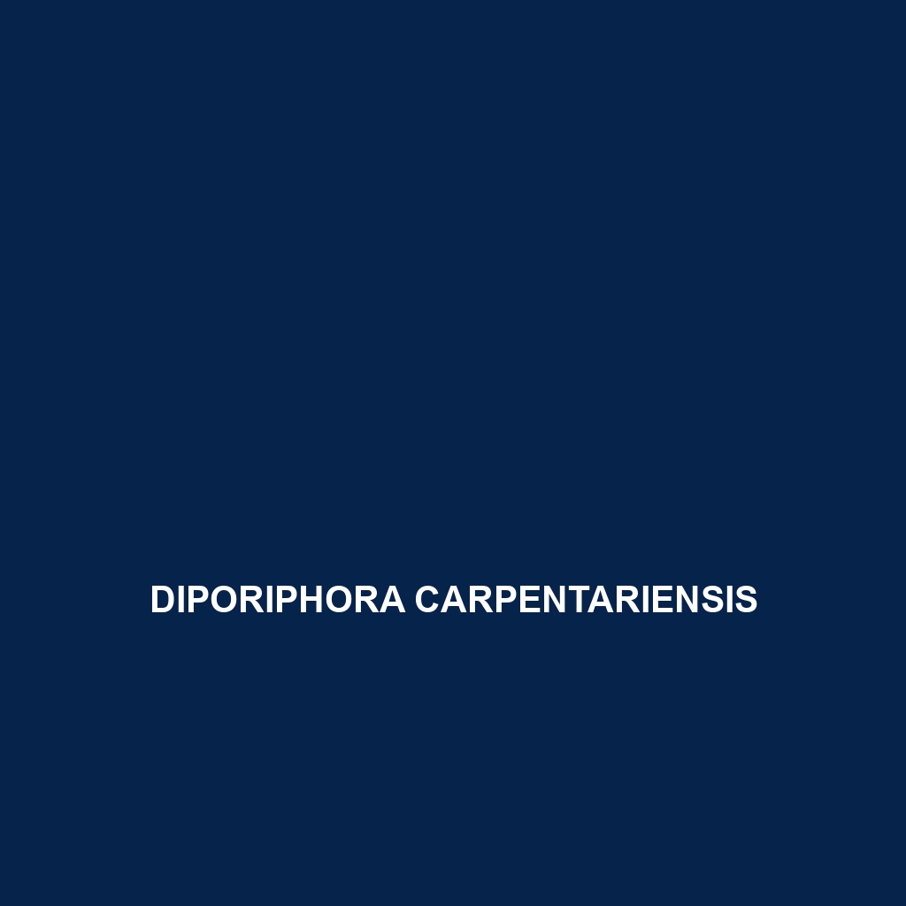 Diporiphora carpentariensis