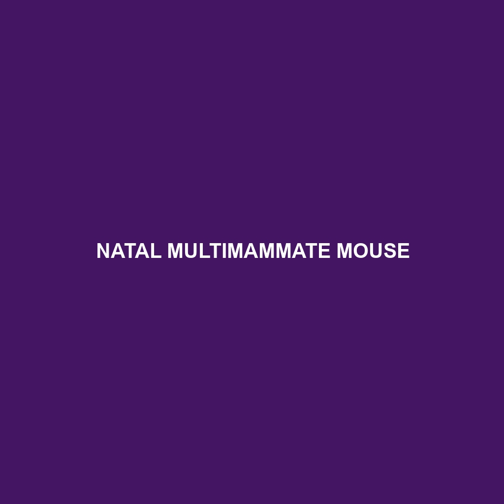 Natal Multimammate Mouse