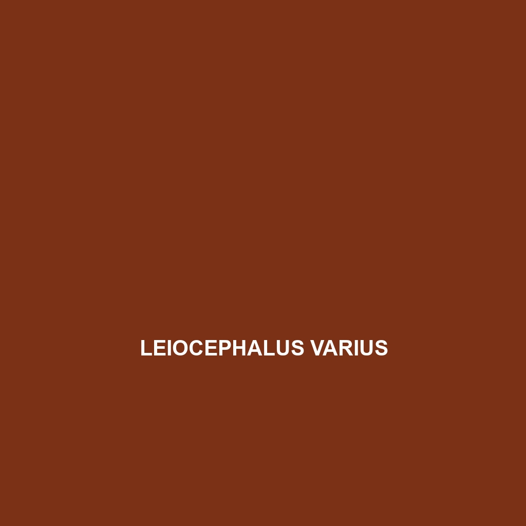 Leiocephalus varius