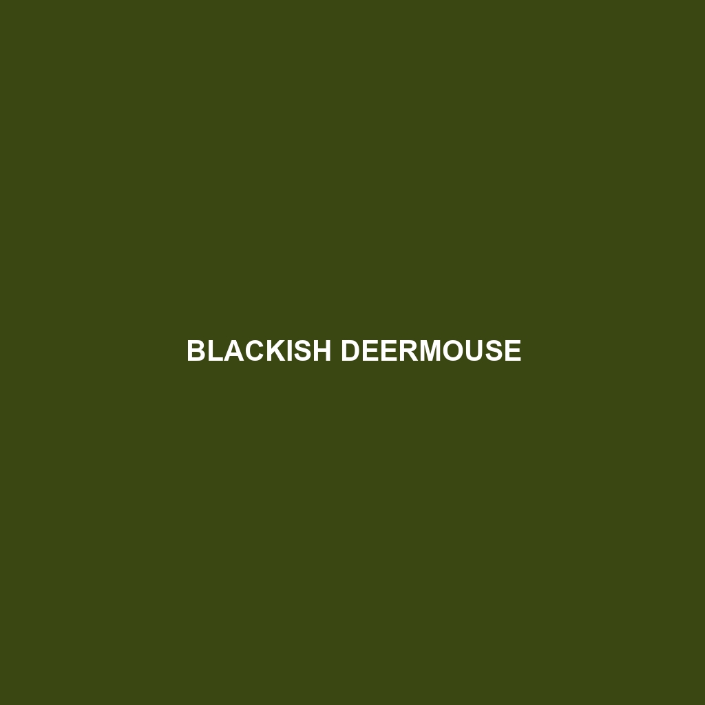 Blackish Deermouse