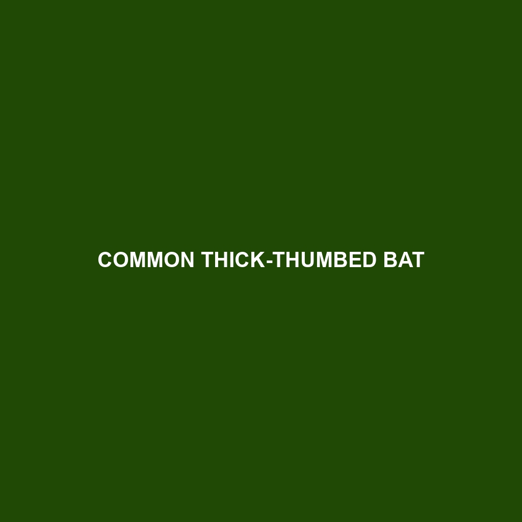 Common Thick-thumbed Bat