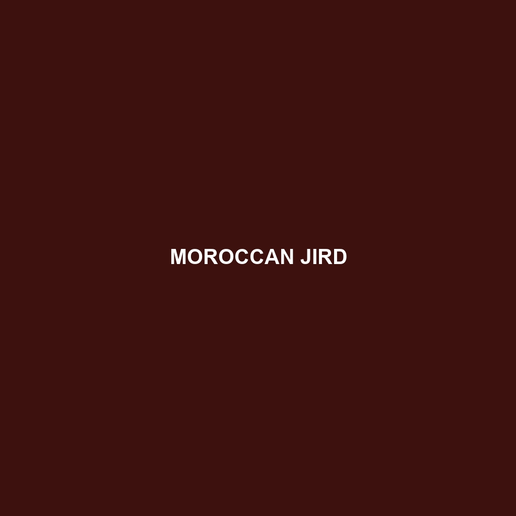 Moroccan Jird