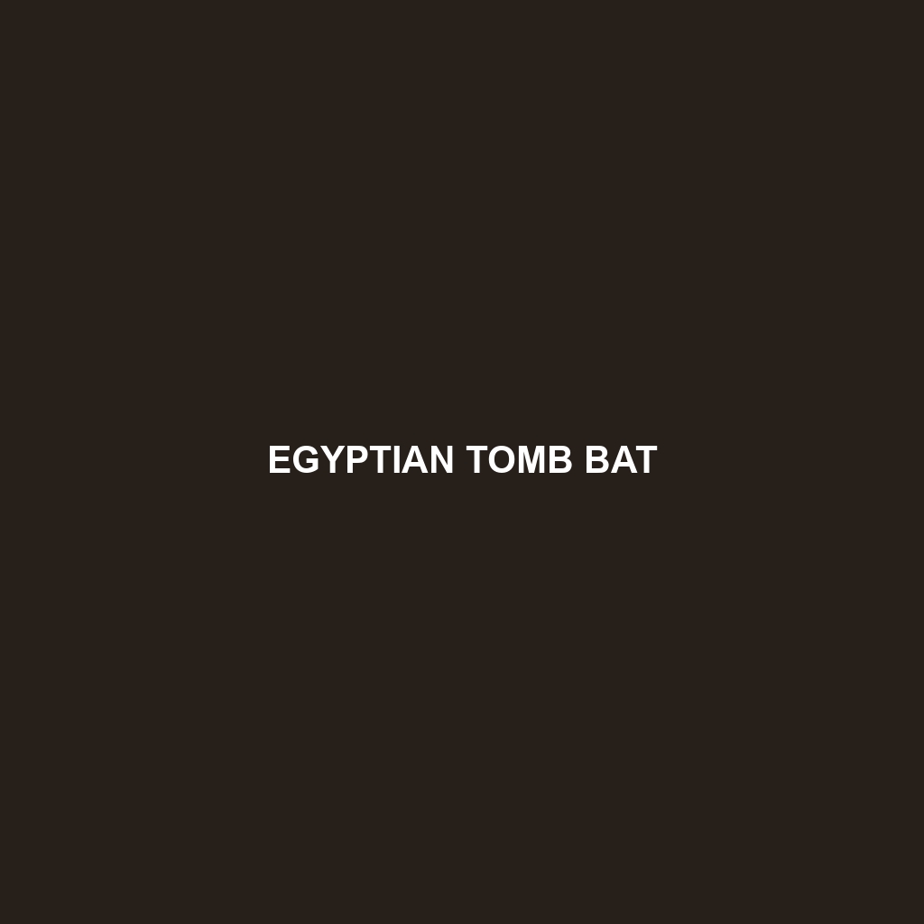 Egyptian Tomb Bat