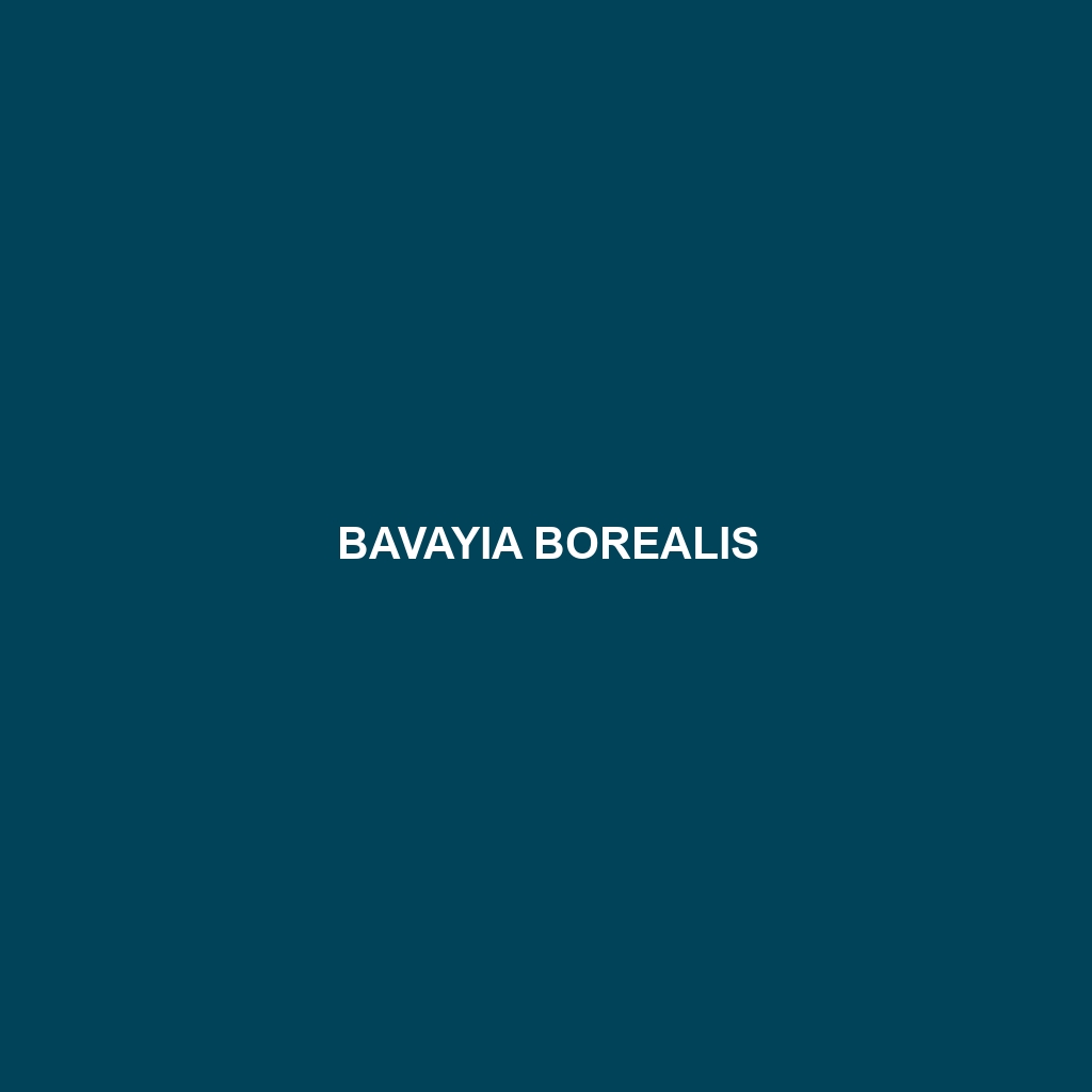 Bavayia borealis