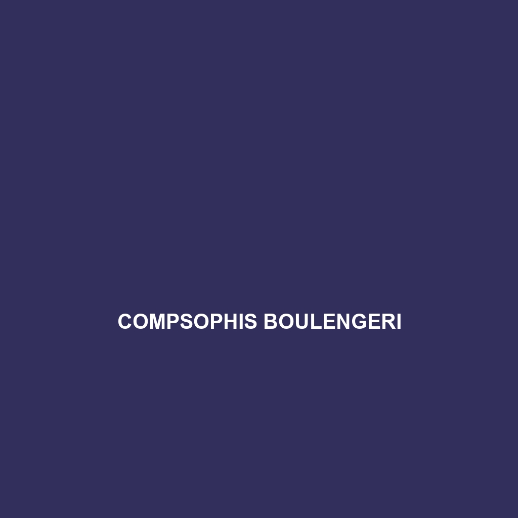 Compsophis boulengeri