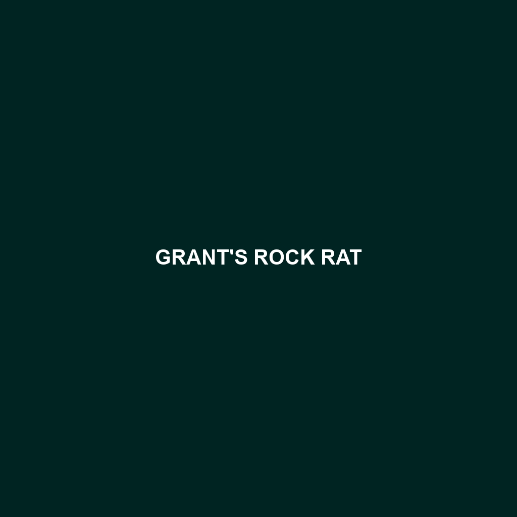 Grant's Rock Rat