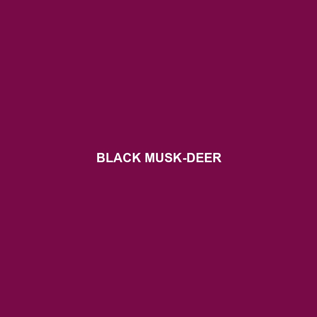 Black Musk-deer