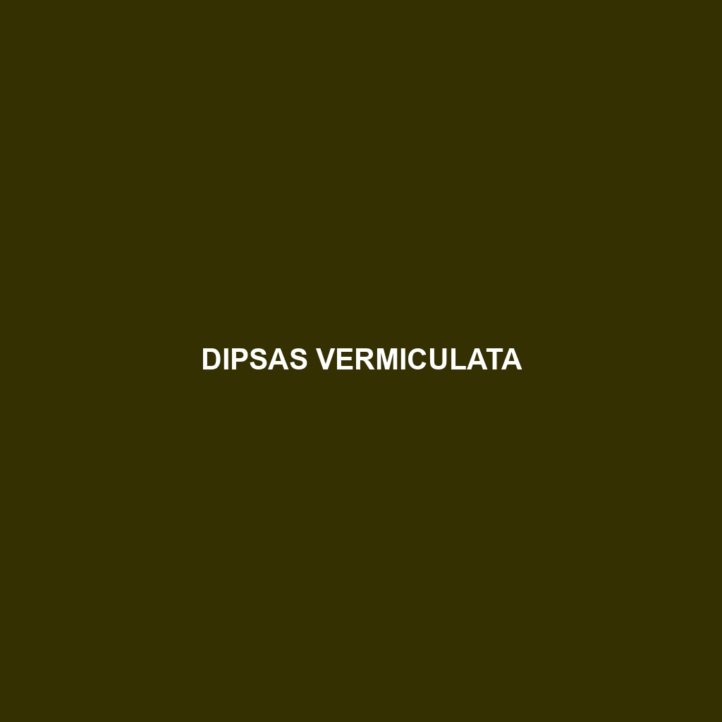 Dipsas vermiculata