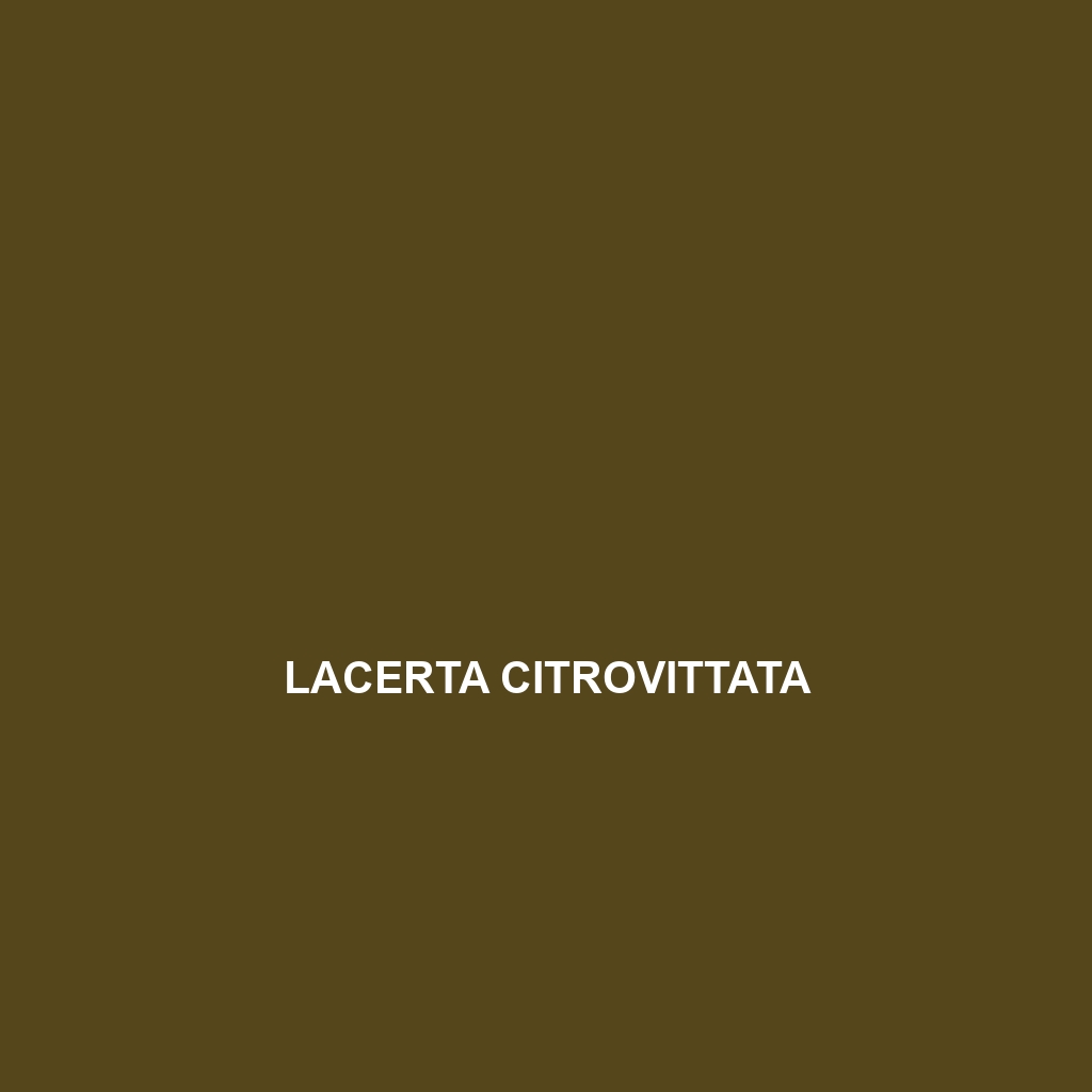 Lacerta citrovittata