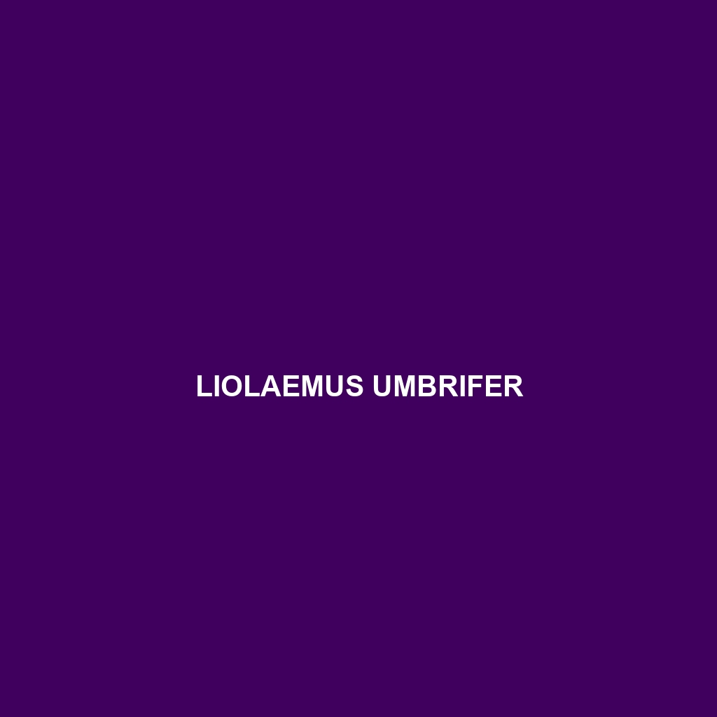 Liolaemus umbrifer