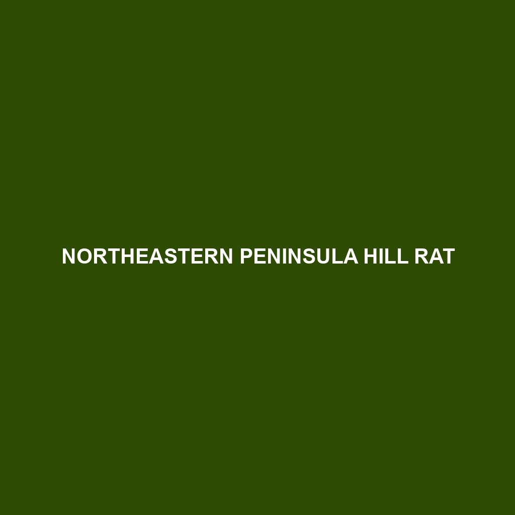 Northeastern Peninsula Hill Rat