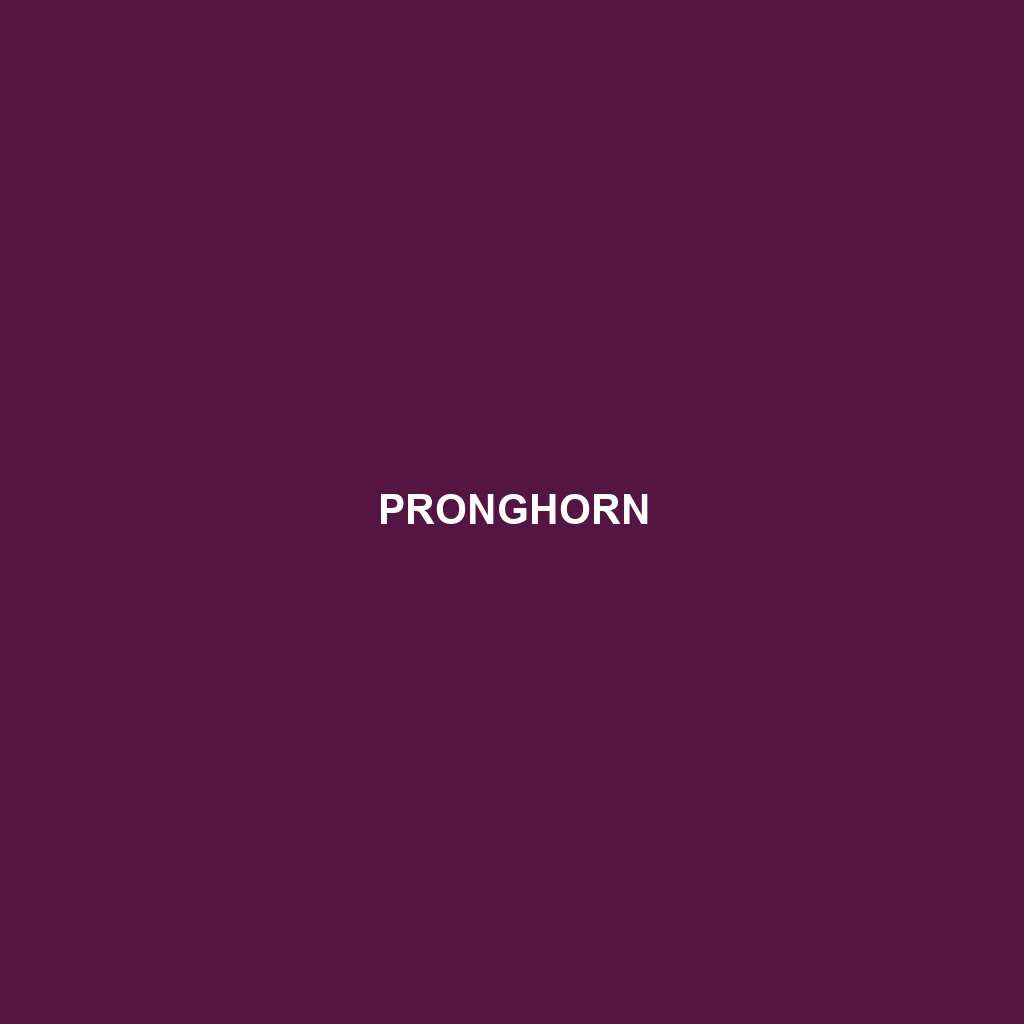 Pronghorn