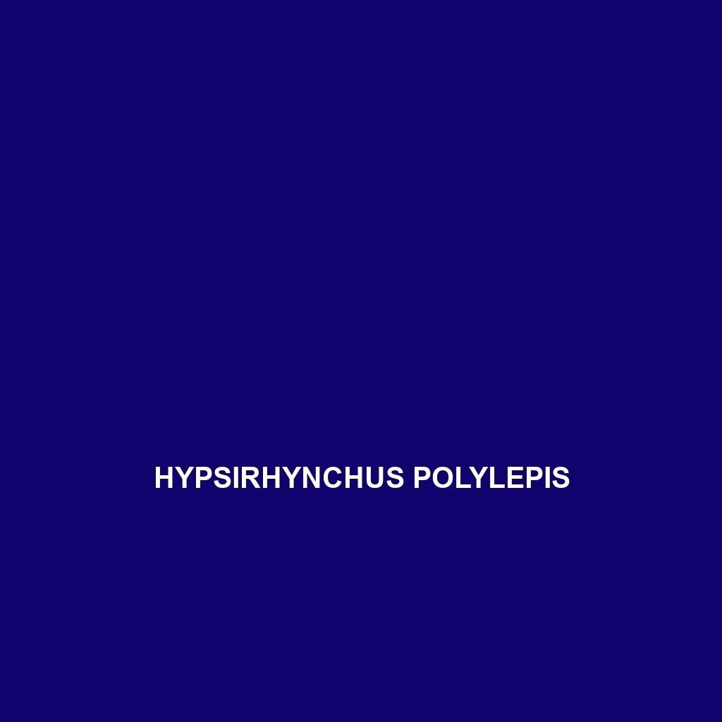 Hypsirhynchus polylepis