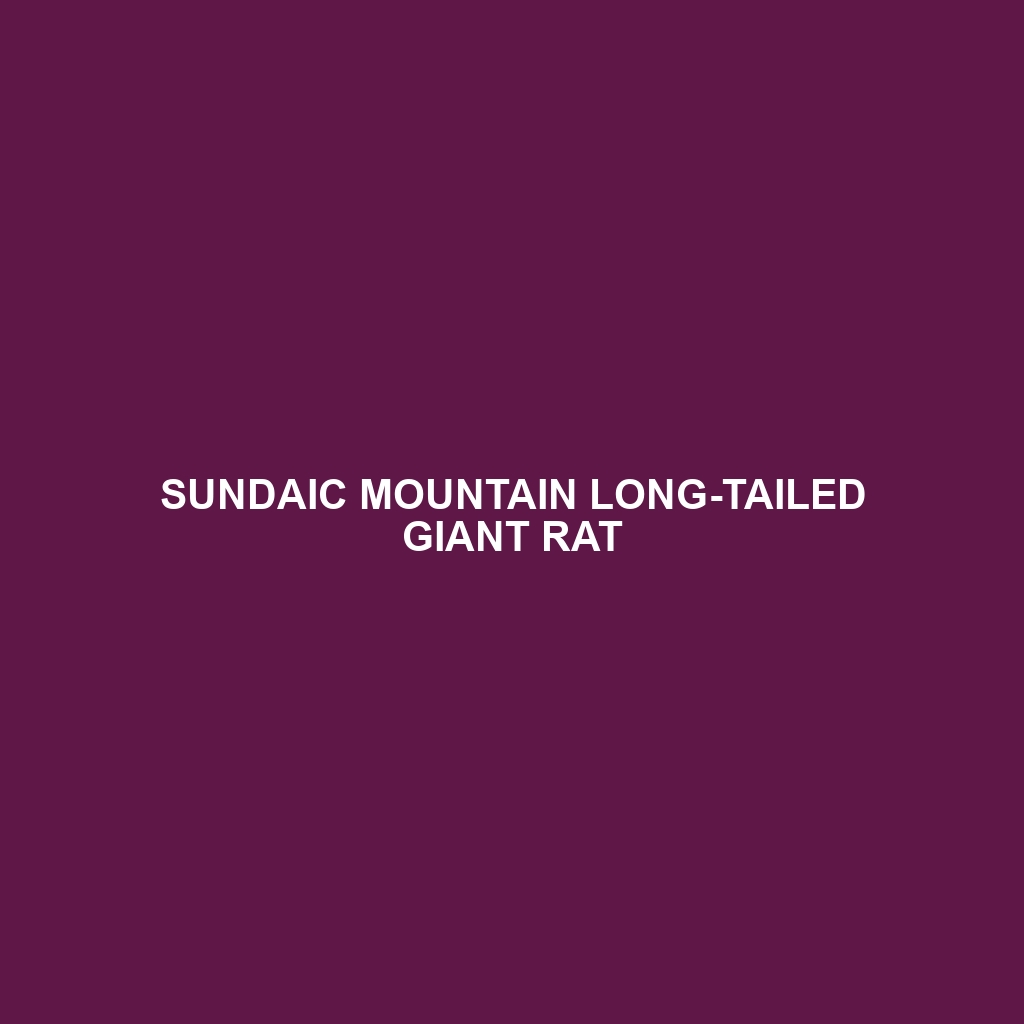 Sundaic Mountain Long-tailed Giant Rat