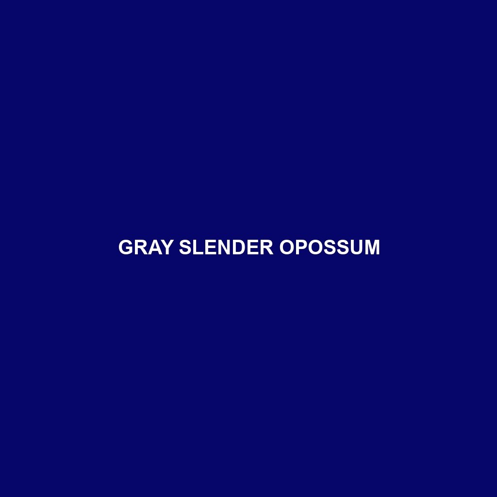 Gray Slender Opossum