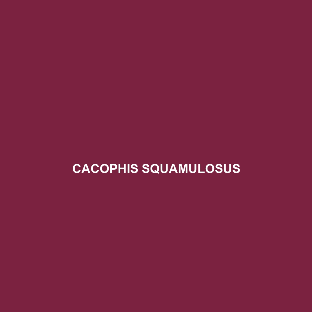 Cacophis squamulosus