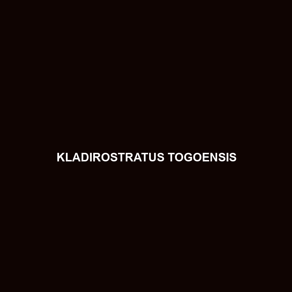 Kladirostratus togoensis