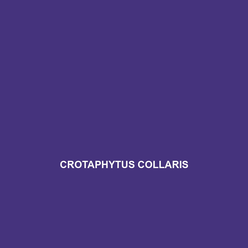 Crotaphytus collaris