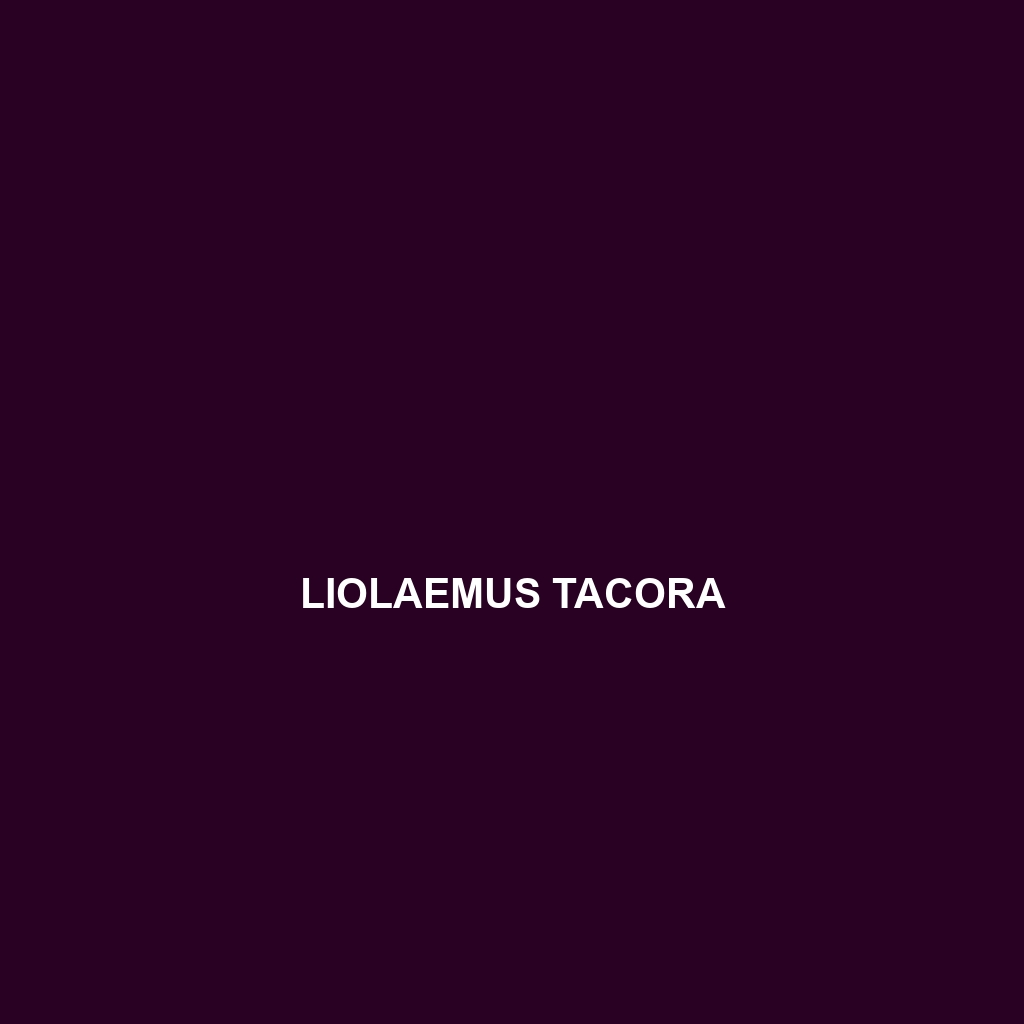 Liolaemus tacora