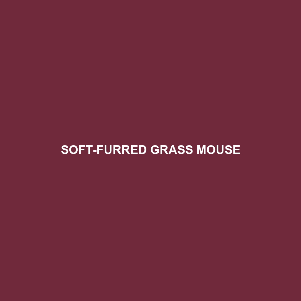 Soft-furred Grass Mouse