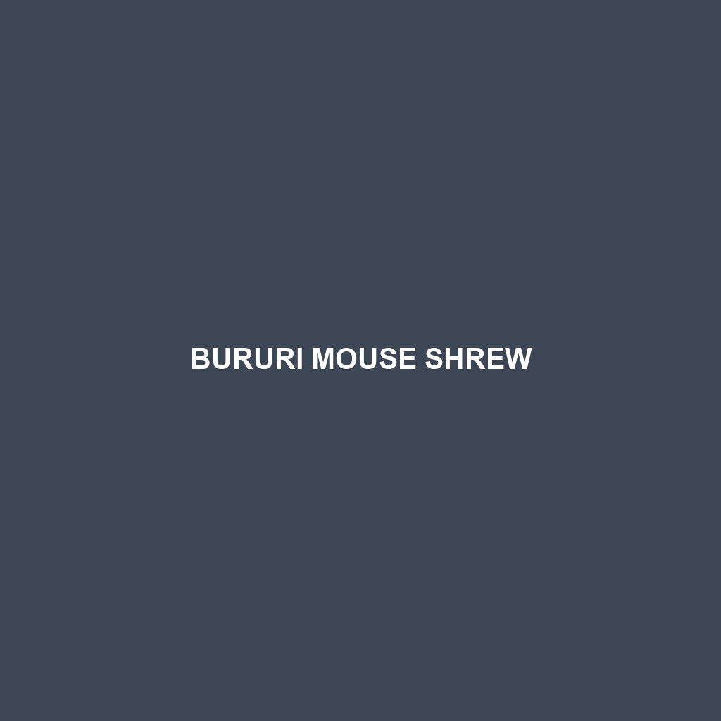 Bururi Mouse Shrew