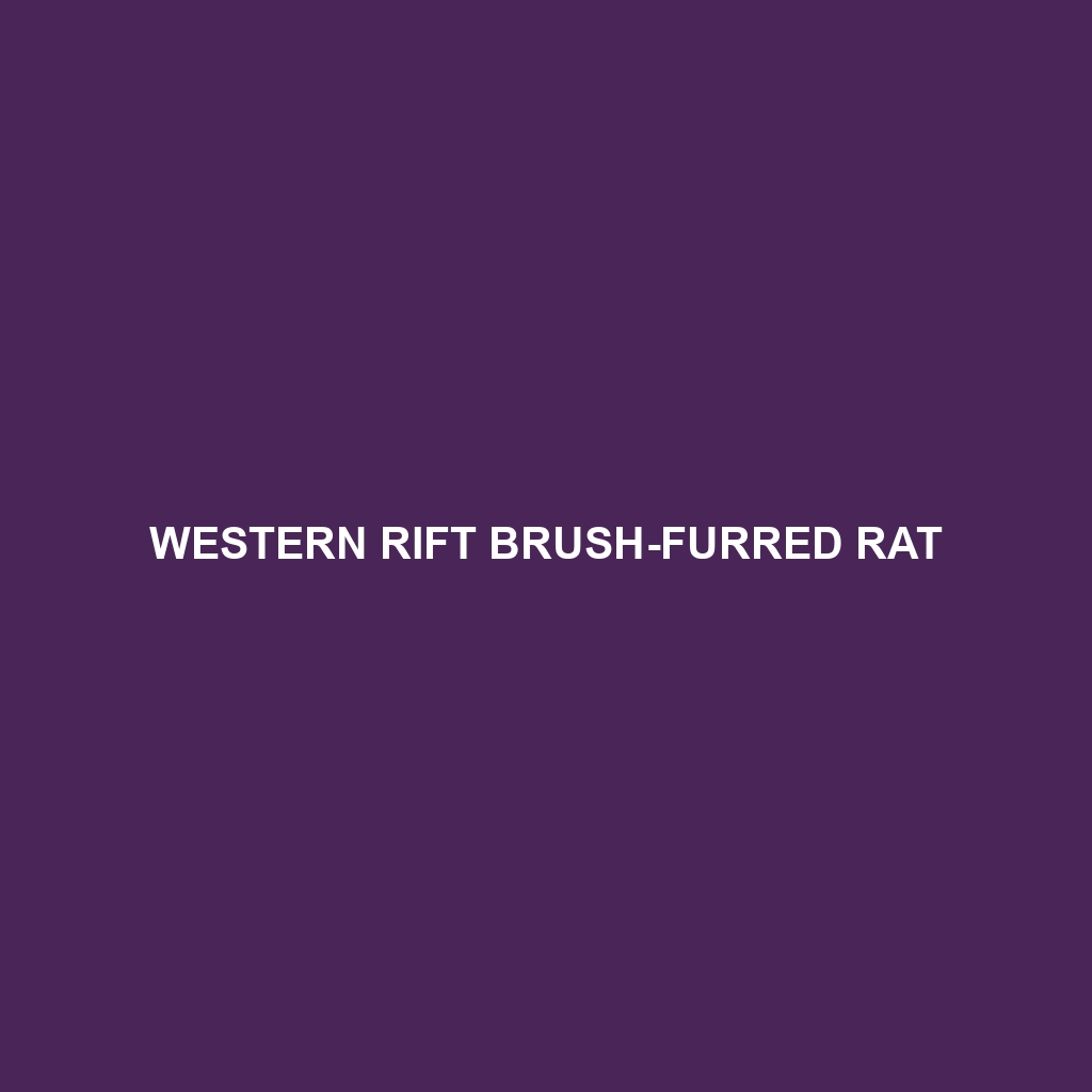 Western Rift Brush-furred Rat