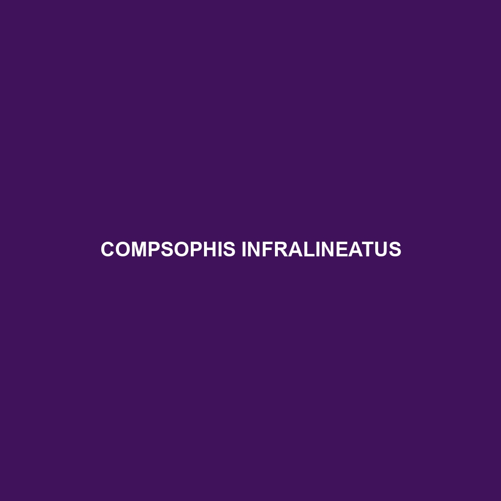 Compsophis infralineatus