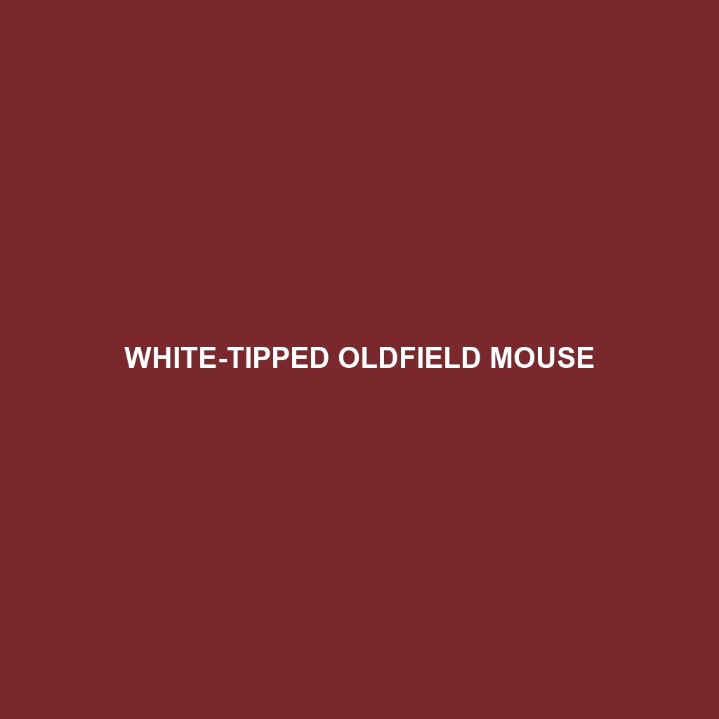 White-tipped Oldfield Mouse