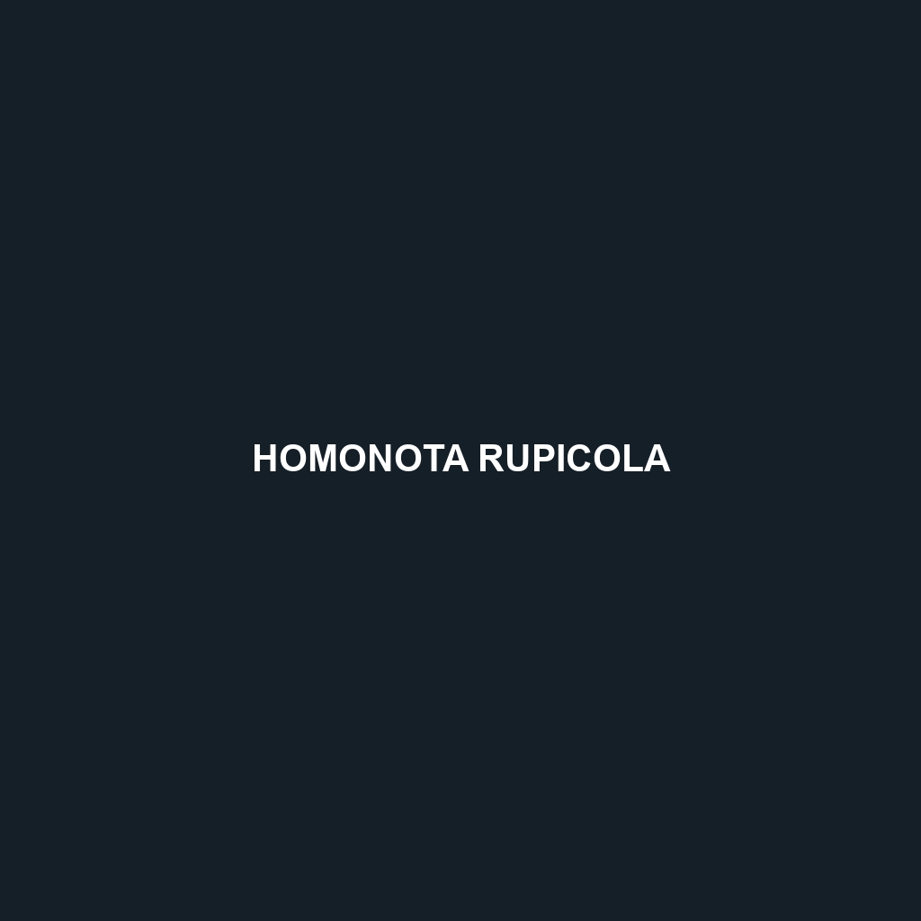 Homonota rupicola