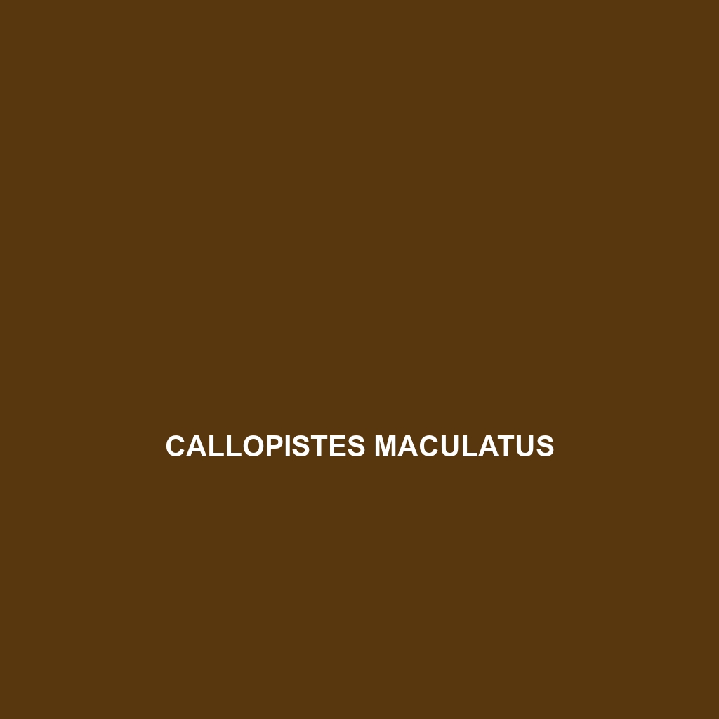 Callopistes flavipunctatus