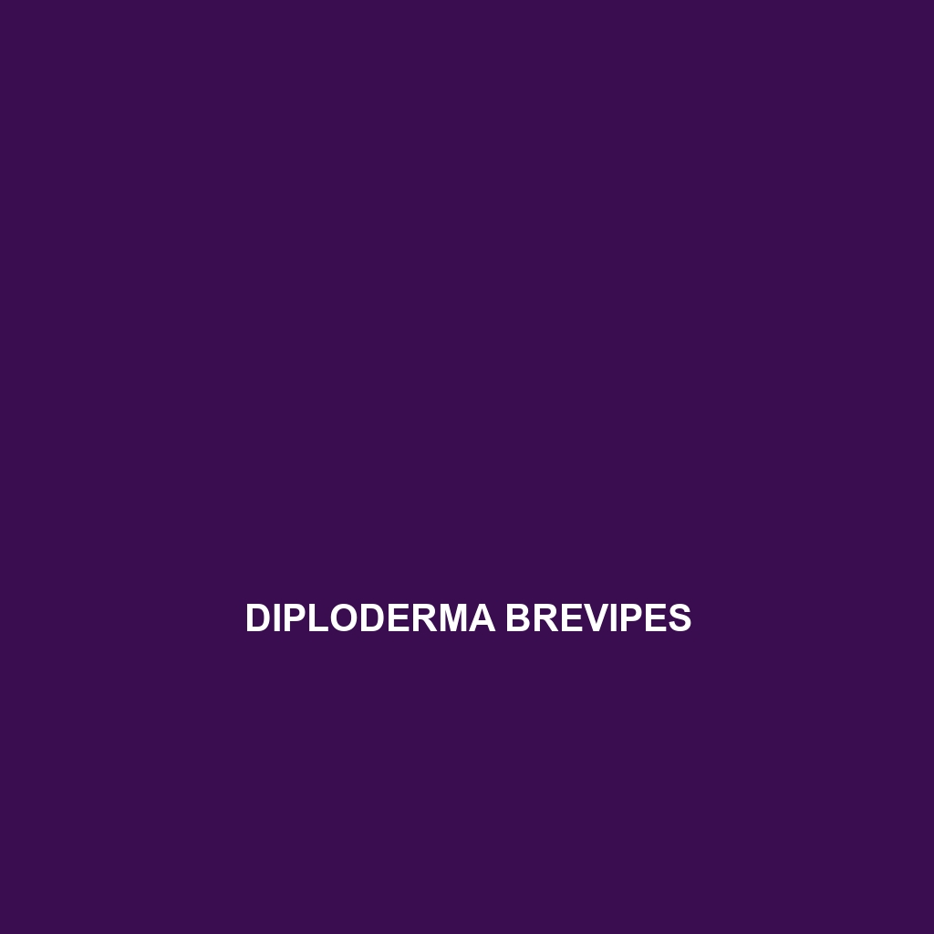 Diploderma brevicauda