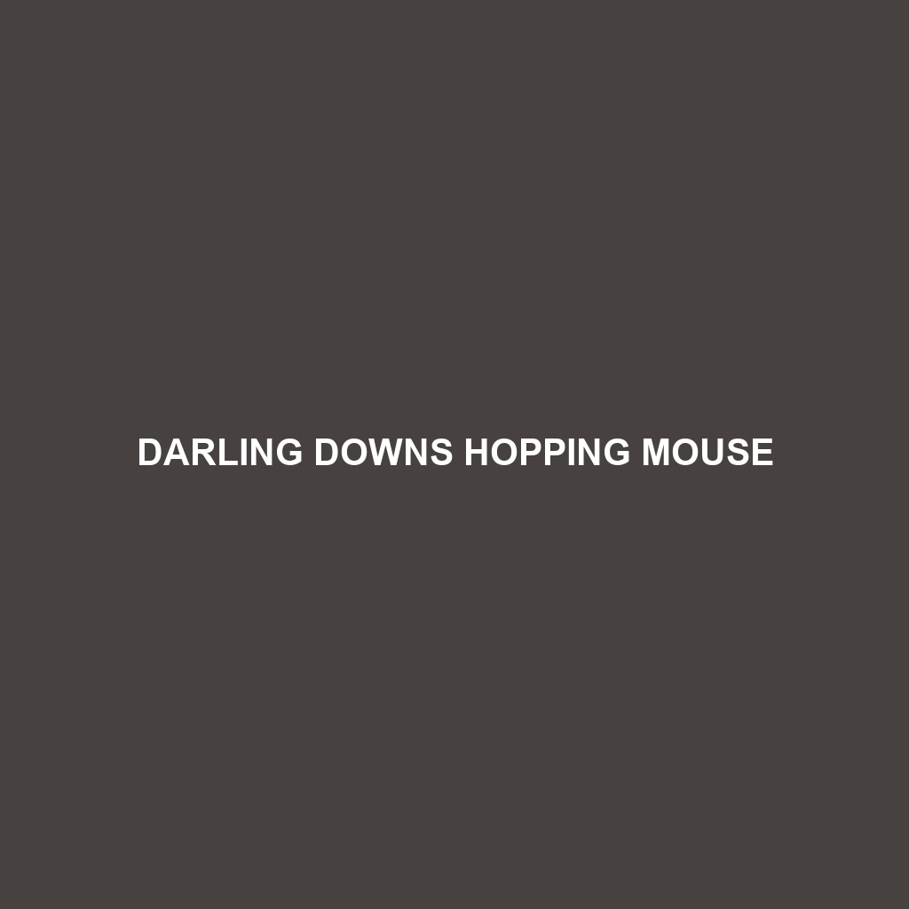 Darling Downs Hopping Mouse