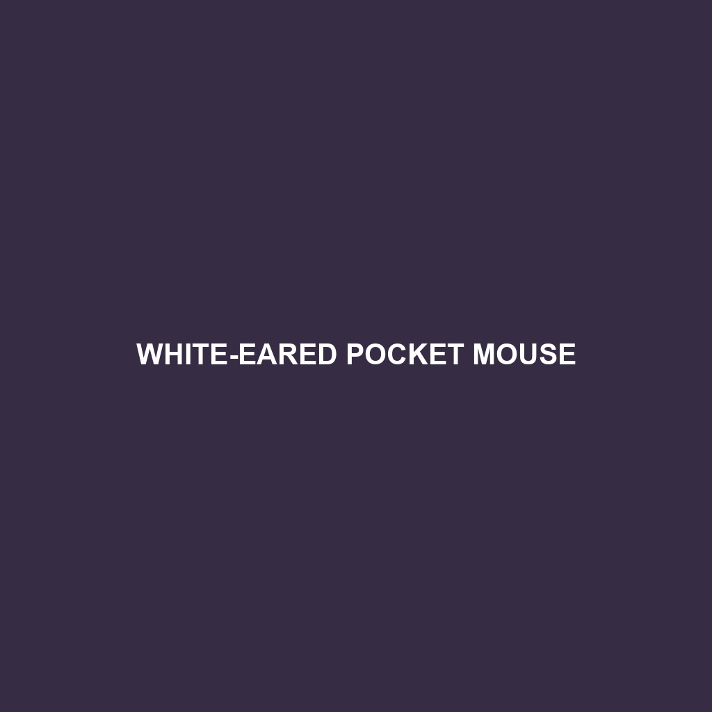 White-eared Pocket Mouse