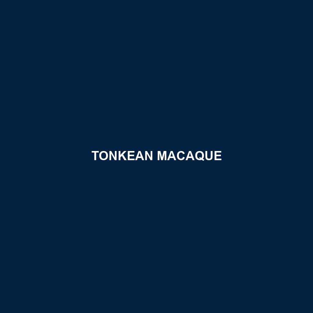 Tonkean Macaque