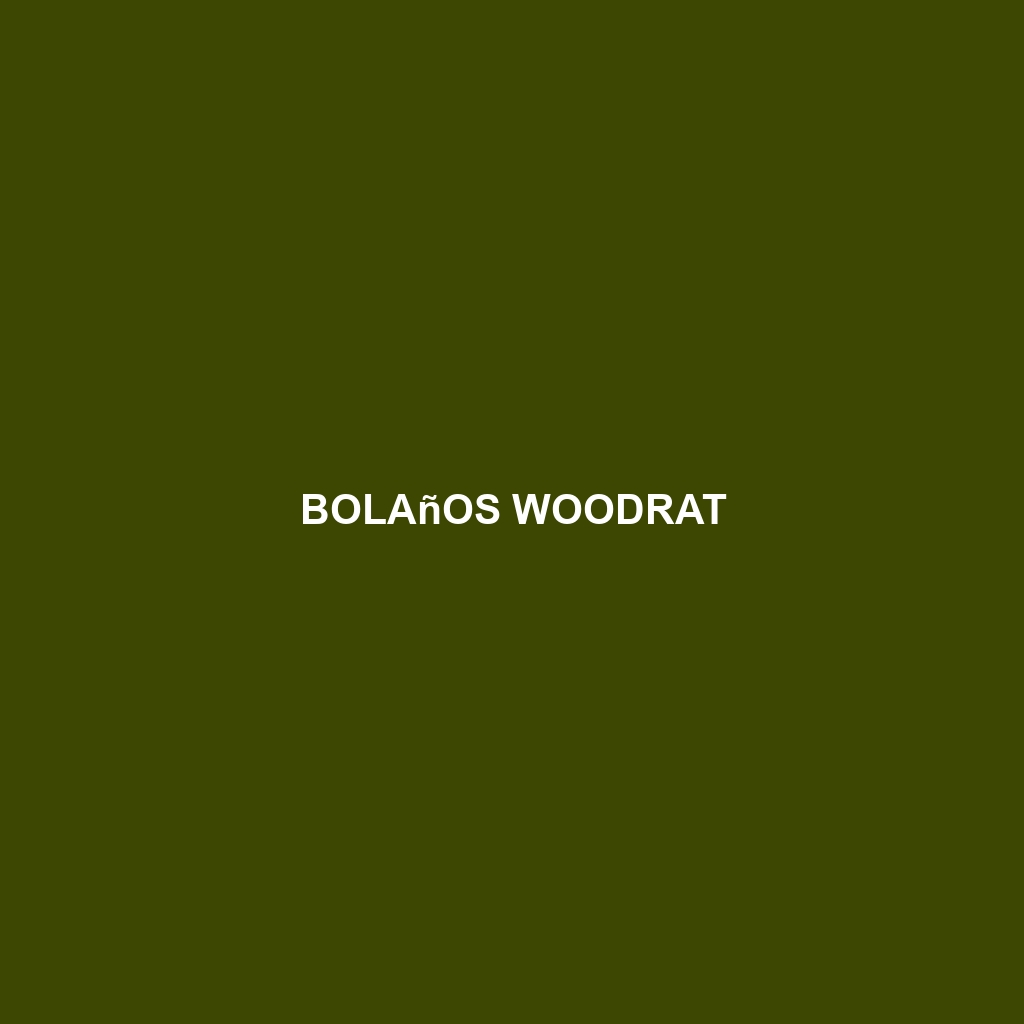 Bolaños Woodrat