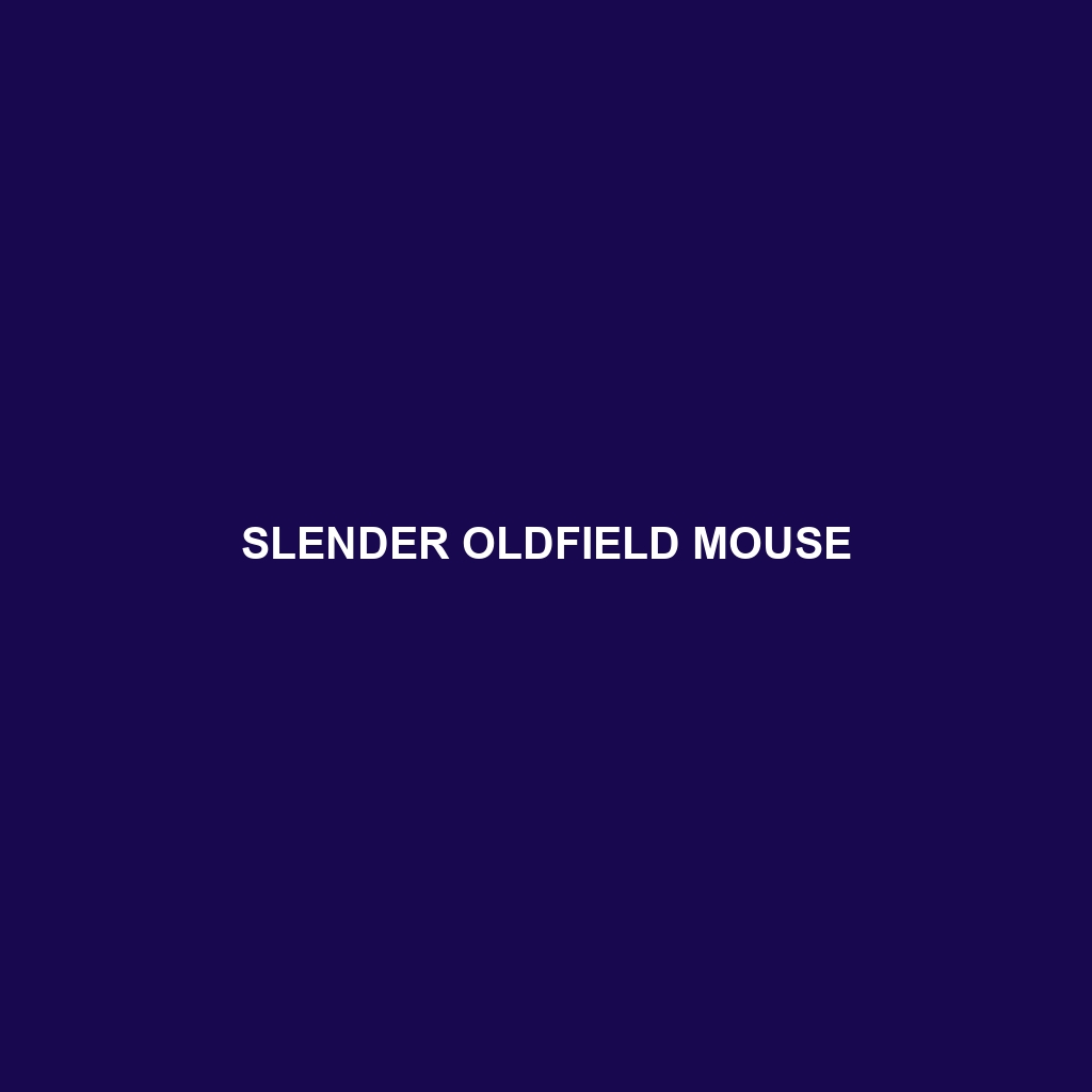 Slender Oldfield Mouse