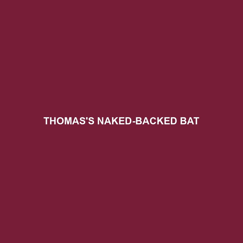 Thomas's Naked-backed Bat