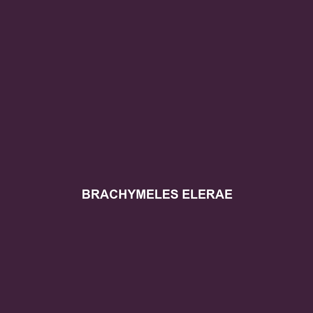 Brachymeles elerae