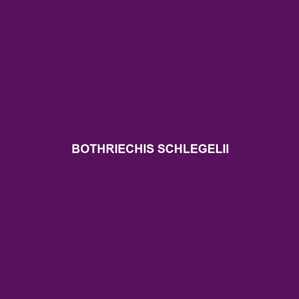 Bothriechis schlegelii