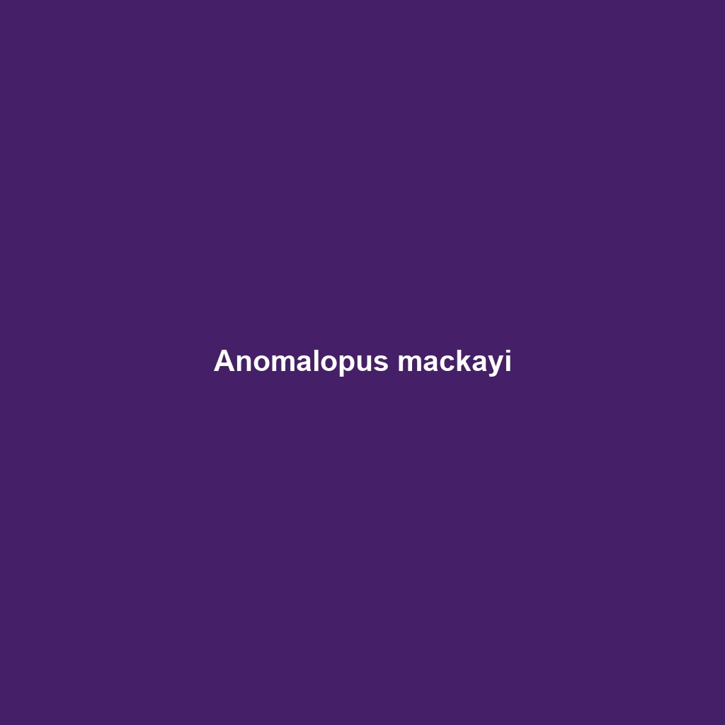 Anomalopus mackayi