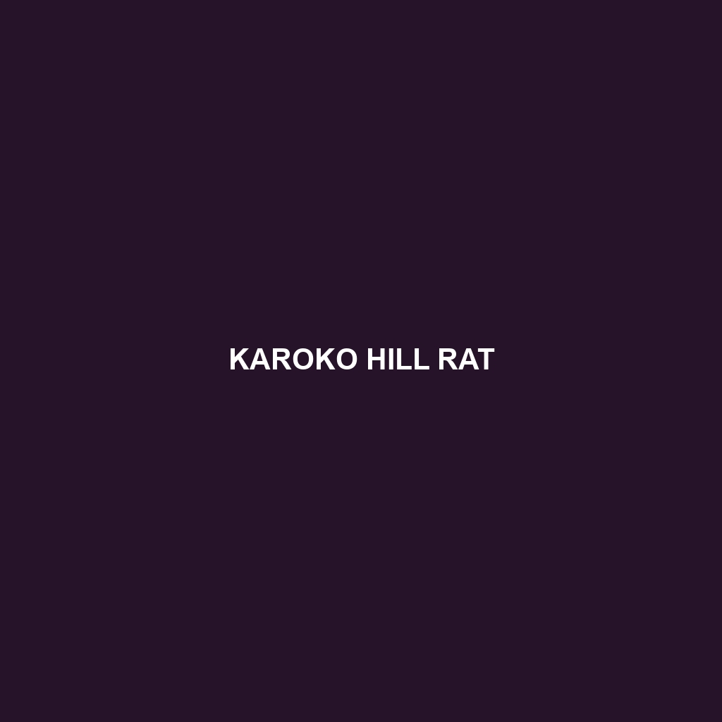 Karoko Hill Rat