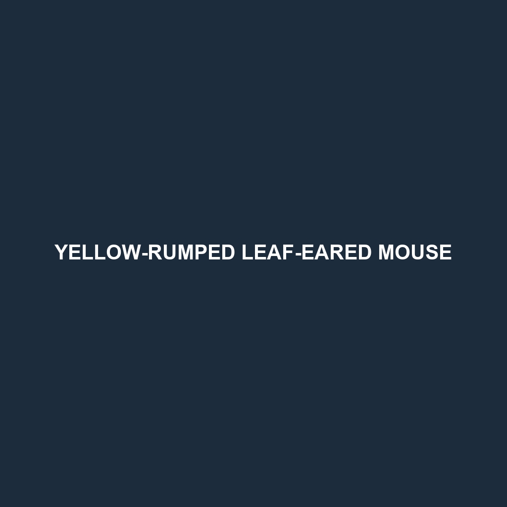 Yellow-rumped Leaf-eared Mouse