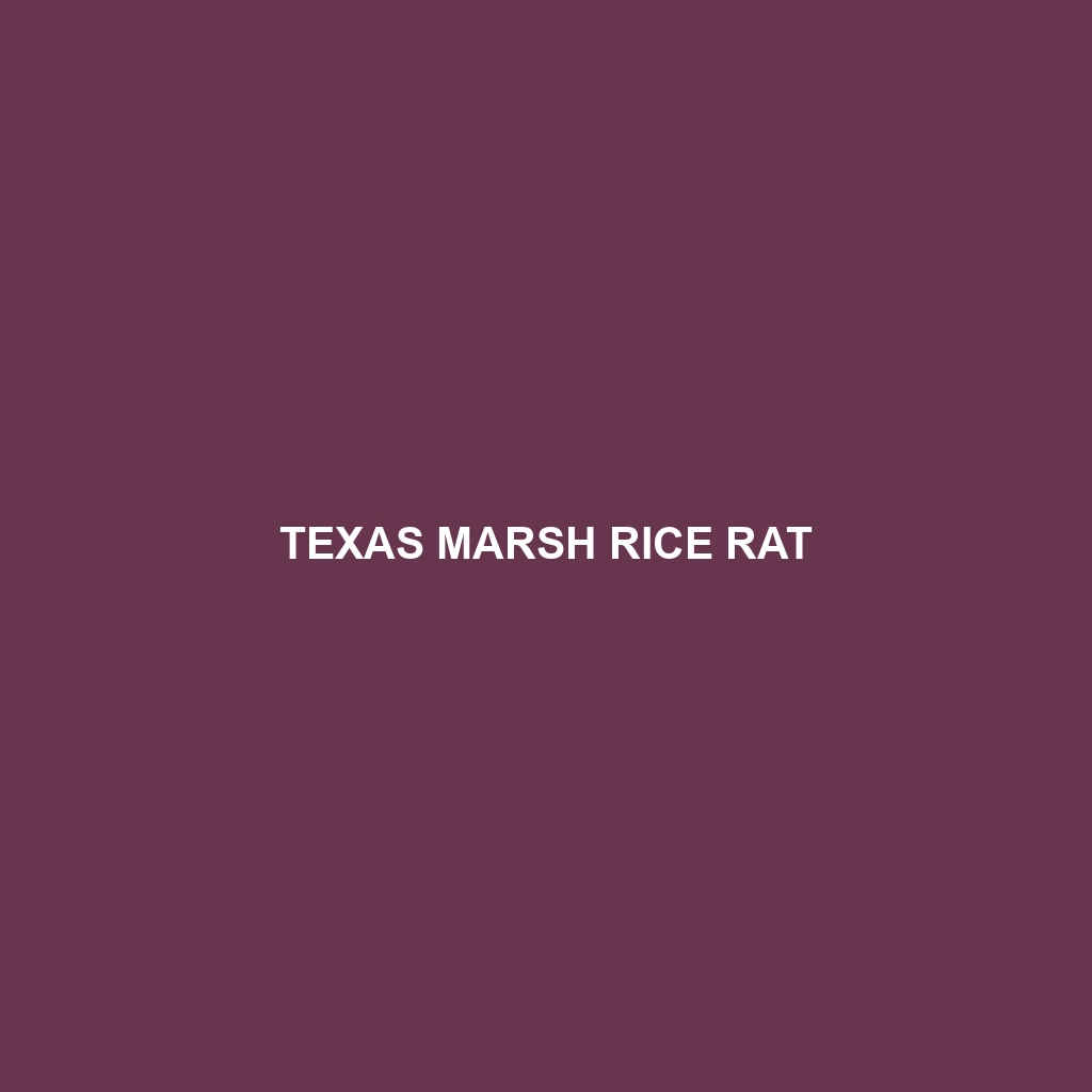 Texas Marsh Rice Rat