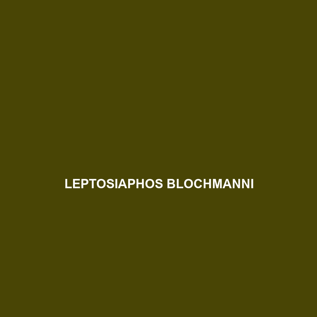 Leptosiaphos blochmanni