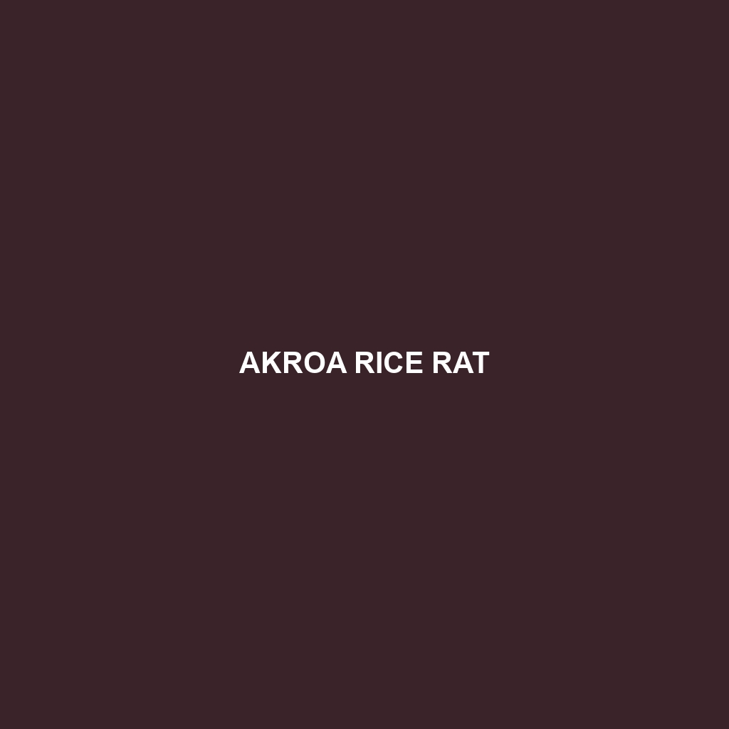 Akroa Rice Rat