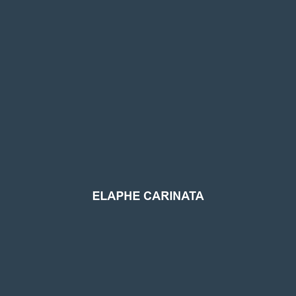 Elaphe cantoris